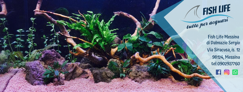 Pir... - Piranha Acquari - Pesci Tropicali - Piante Acquatiche