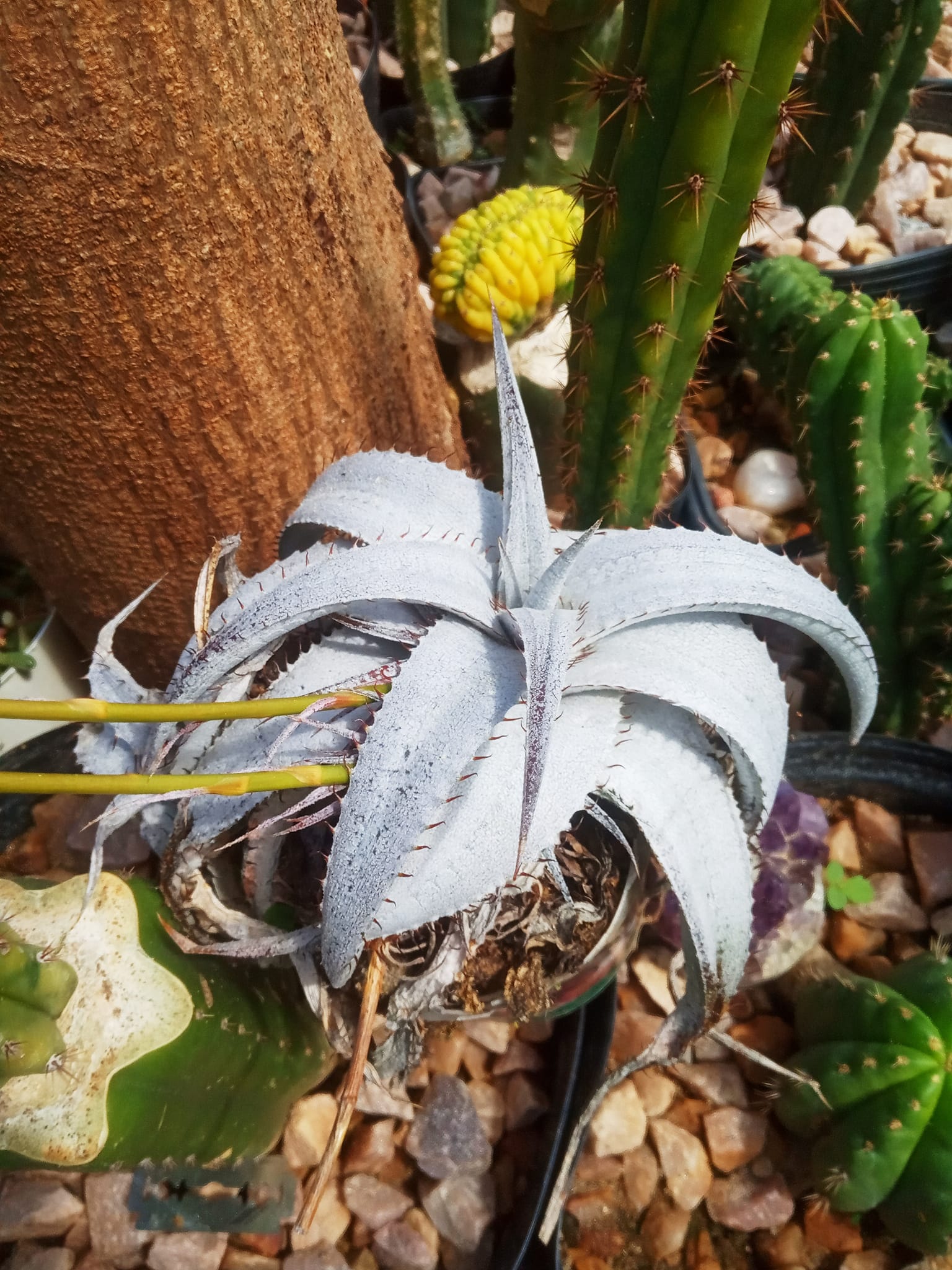 Dyckia Braunii, Goiás, Brasil.