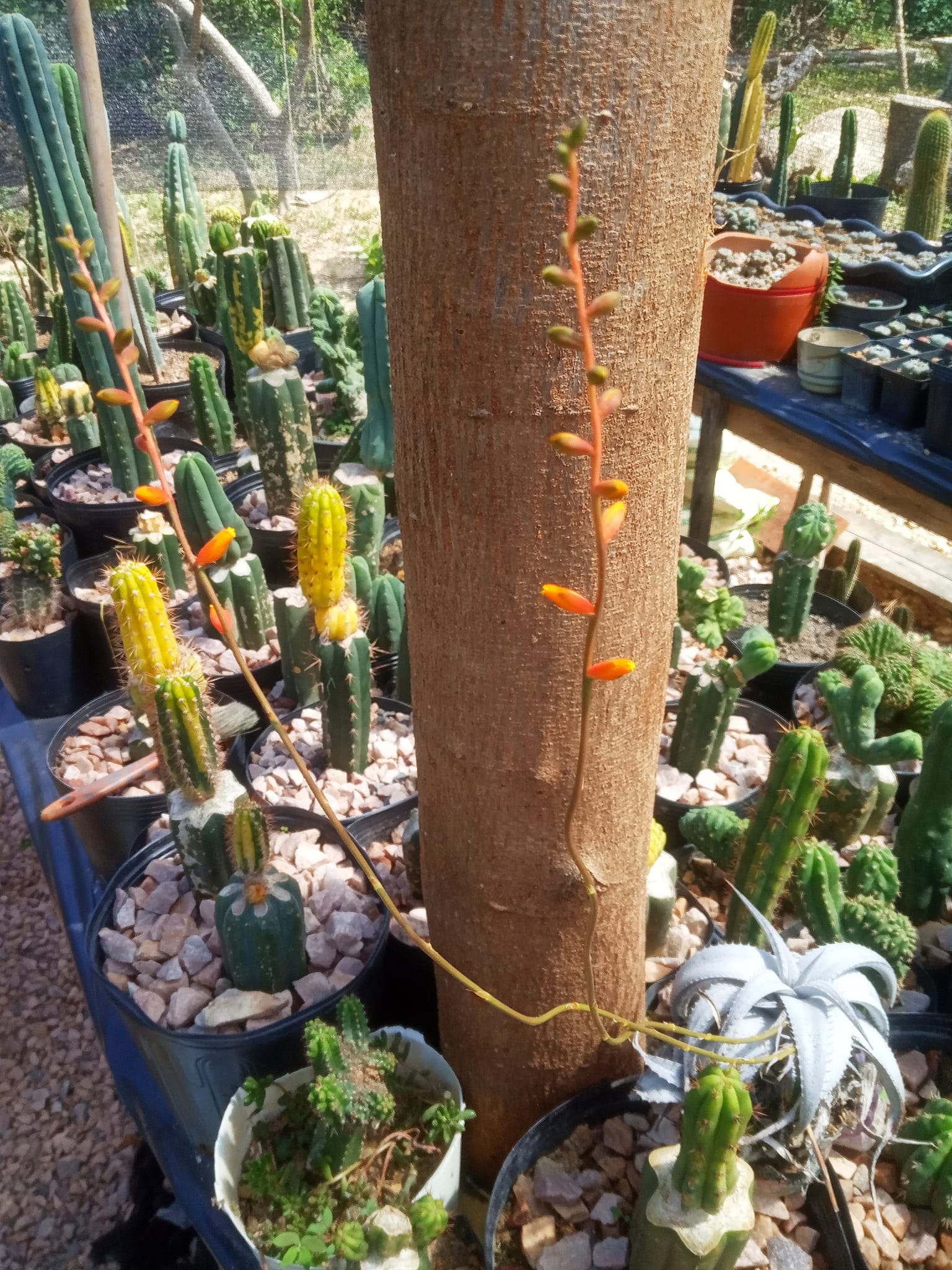 Dyckia Braunii, Goiás, Brasil