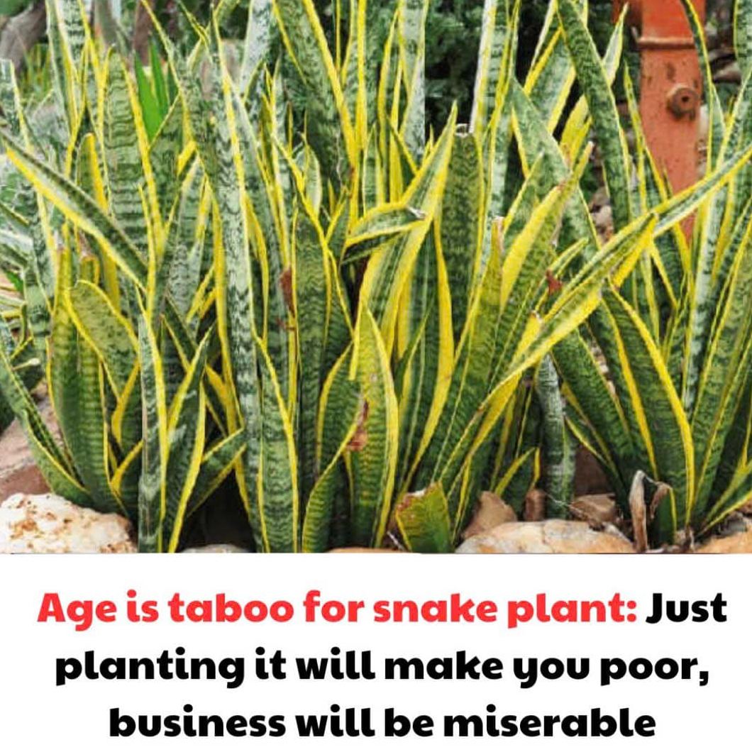 Aprende en Casa TV Perú | 13:44:02 Age is taboo for snake plant just ...