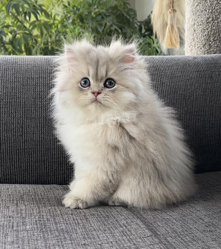 Wimpy is EXTRA, no doubt about it 🙌🏻😻🐾 ️. We are expecting Wimpy ...