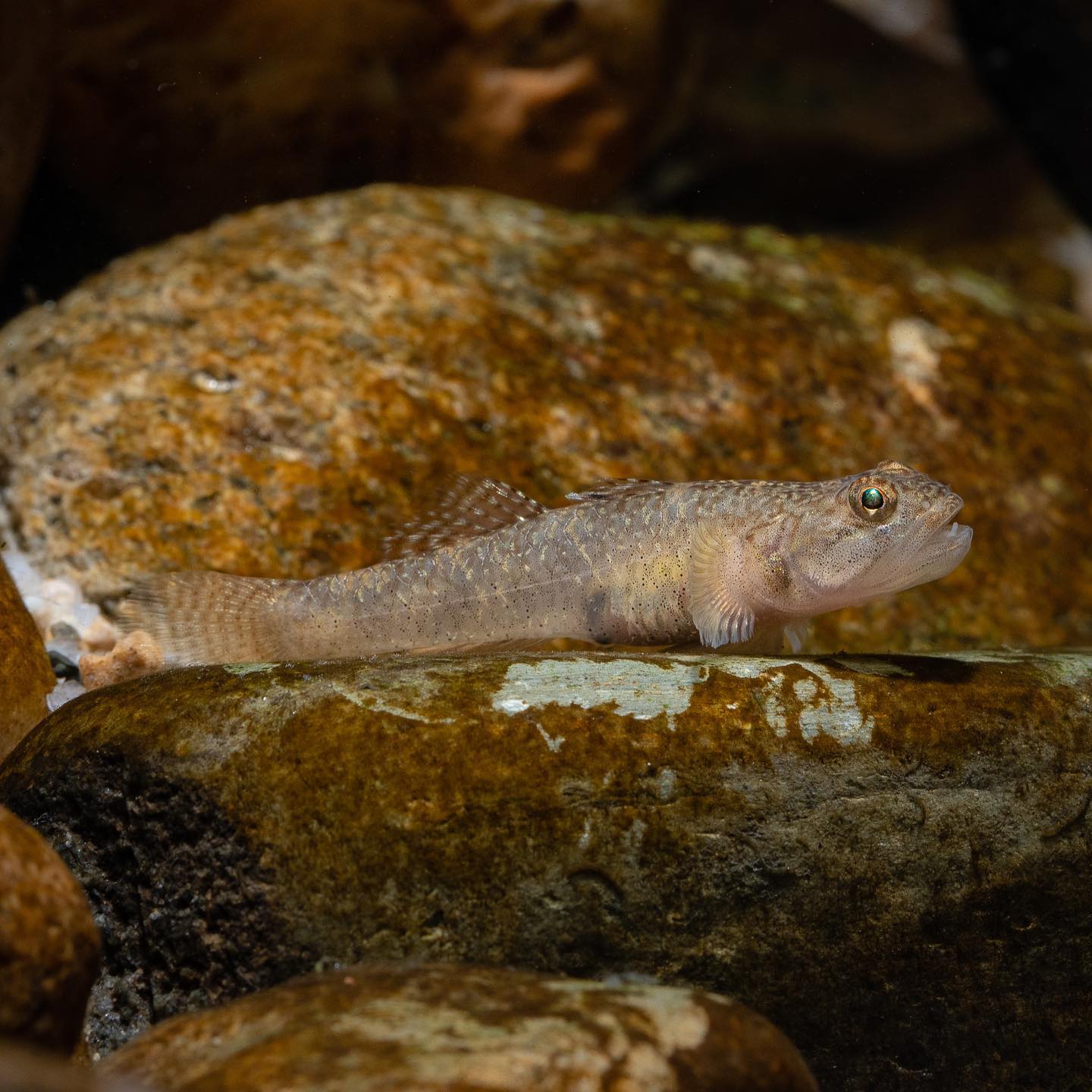 Macr... - ดูปลา ปลาน้ำจืด ปลาสวยงาม ปลาแปลก FreshwaterAquarium | Facebook
