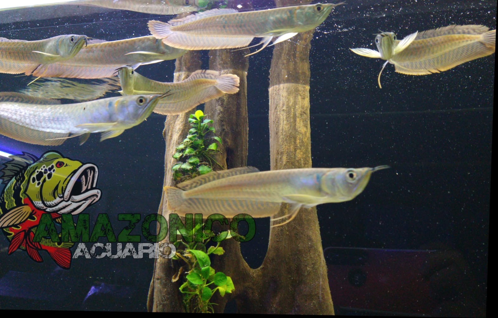 acuario_amazonico