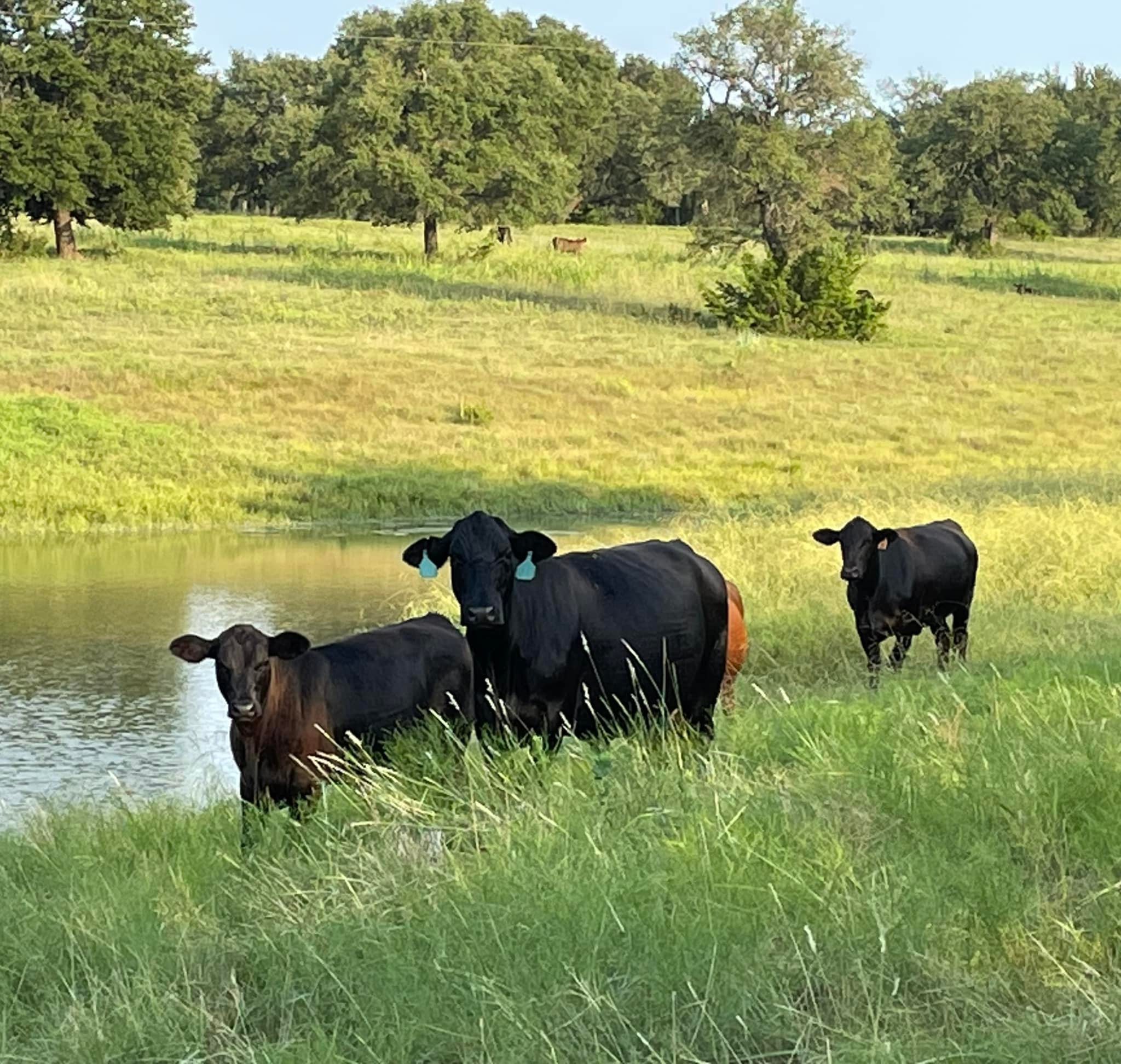 3P Family Ranch | Walnut Springs TX