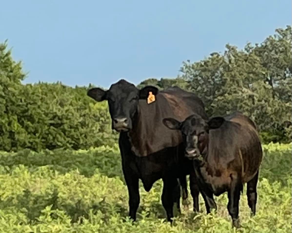 3P Family Ranch | Walnut Springs TX