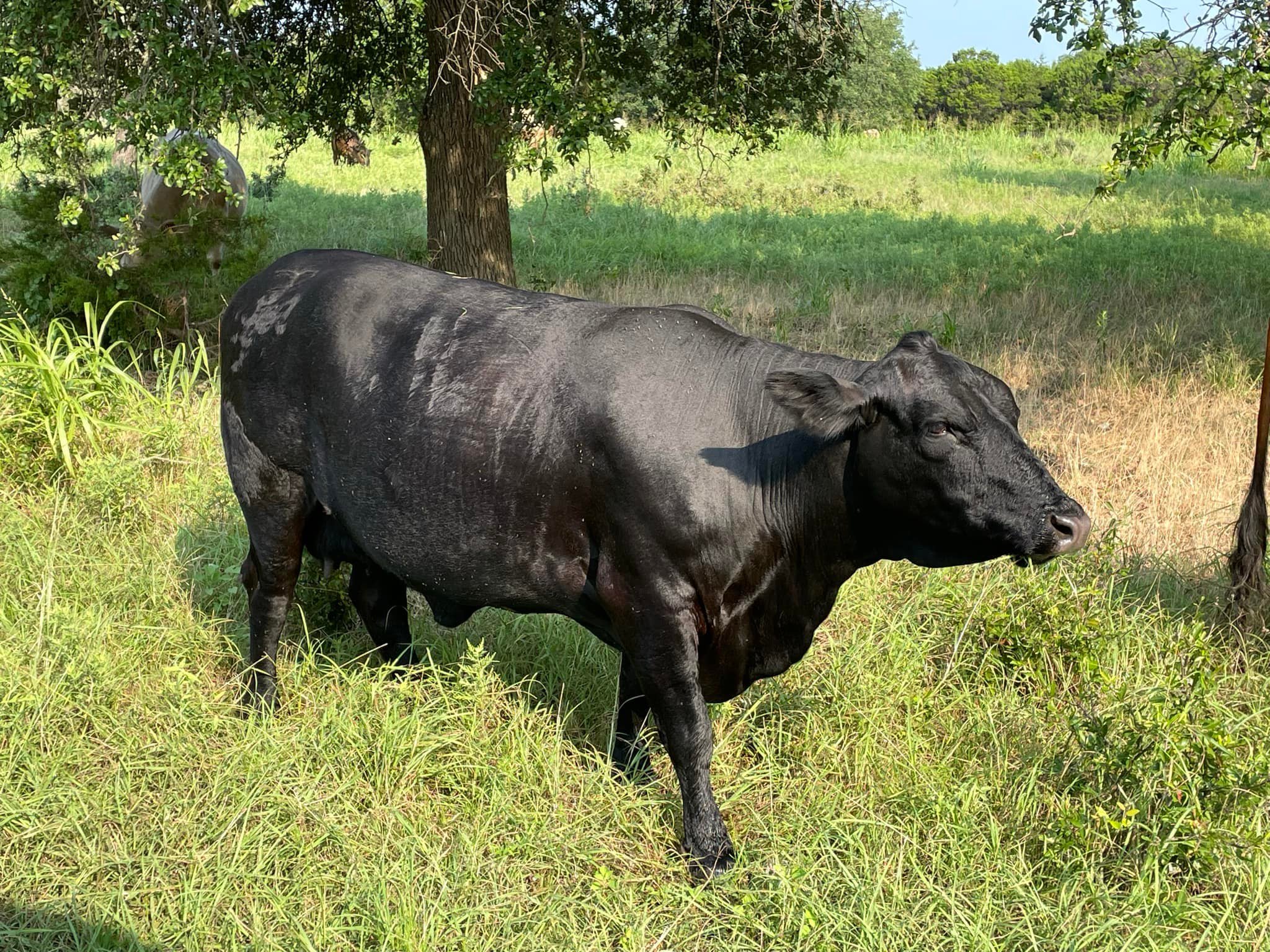 3P Family Ranch | Walnut Springs TX