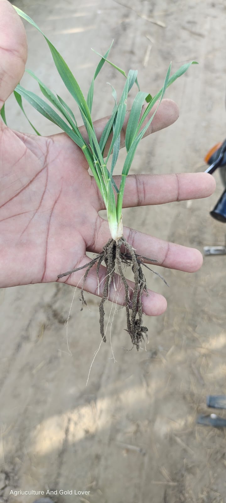 Biozote Max
