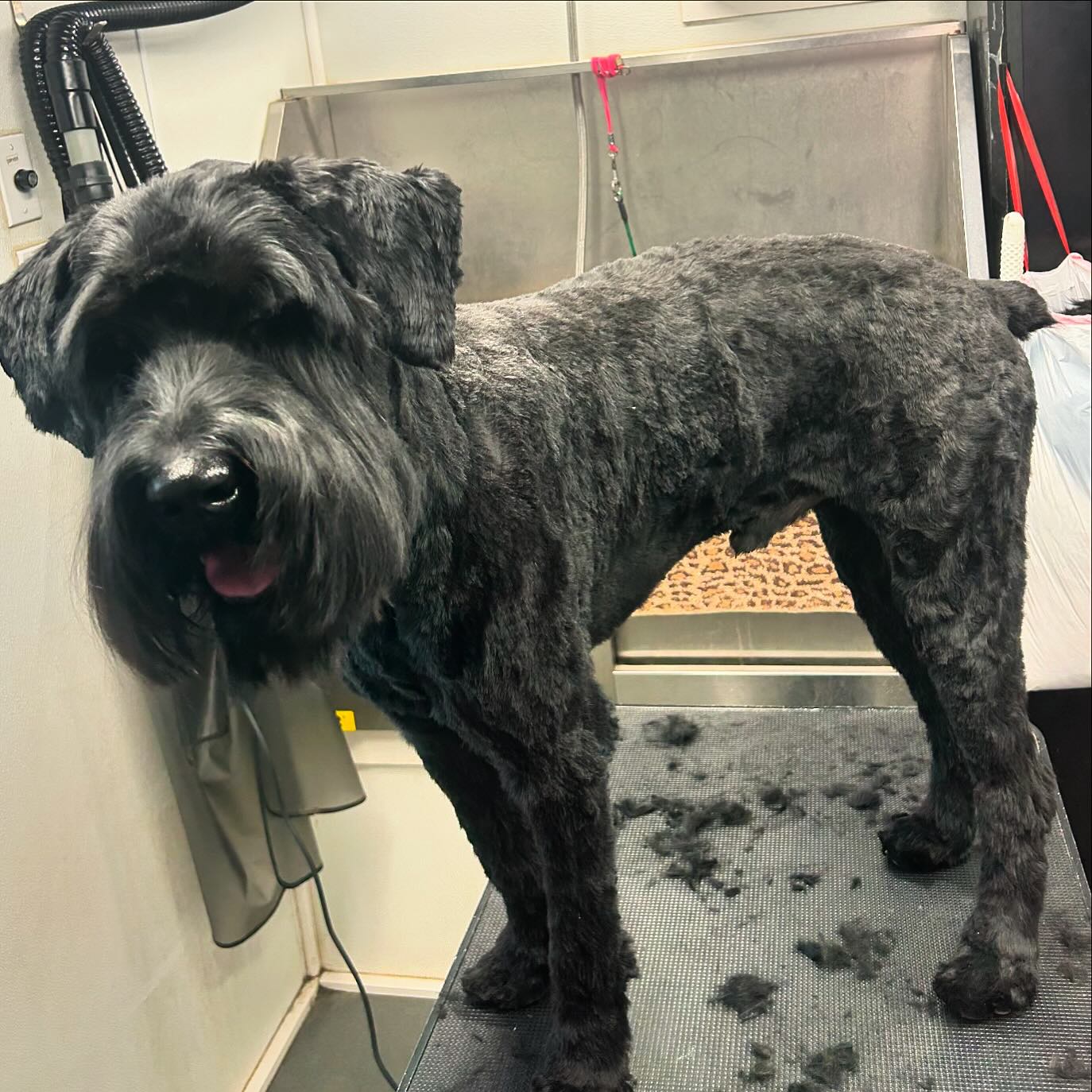 WJR Royal K9 Mobile Grooming | Norman OK