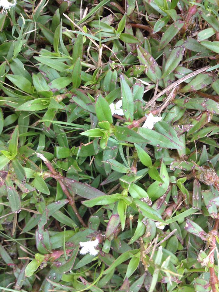 HOW TO CONTROL VIRGINIA BUTTON... - Emerald Coast Lawn Tips