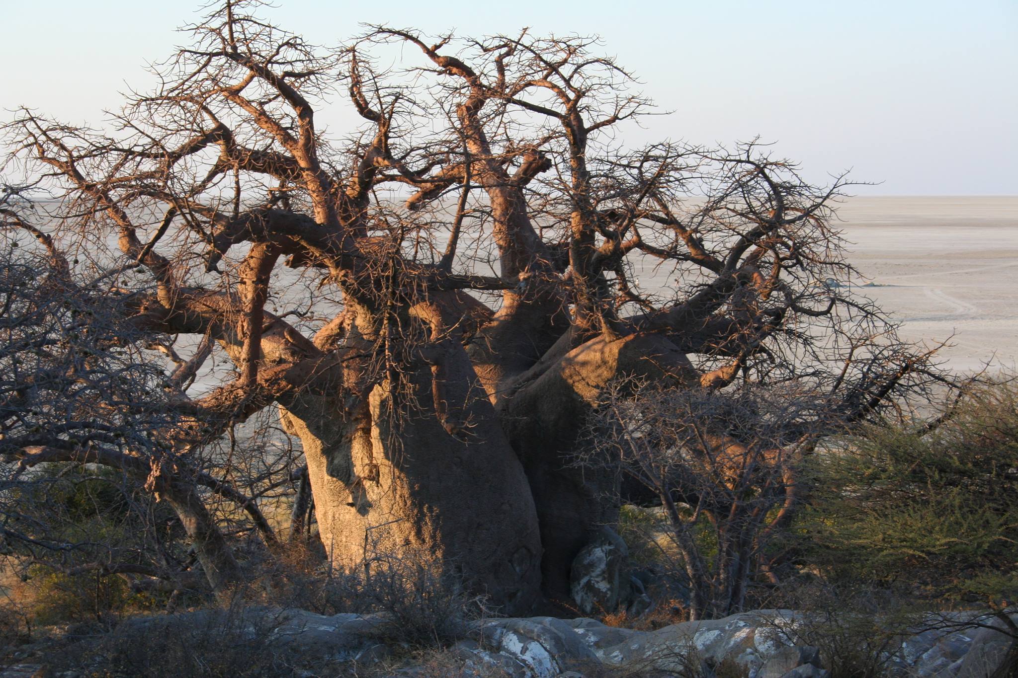 Botswana Trees | Facebook