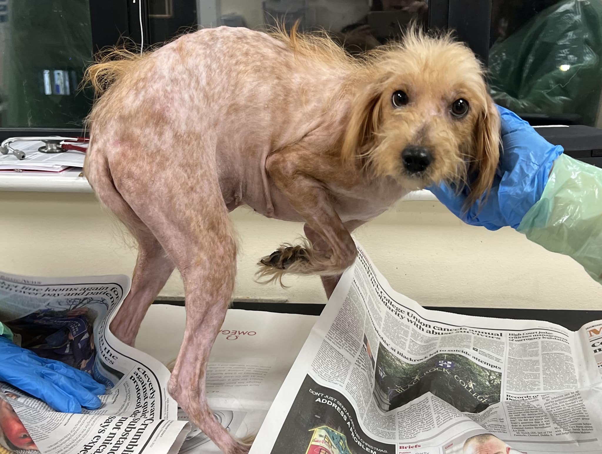 DSPCA - It's ok Aria, you're safe and loved now. Thank...