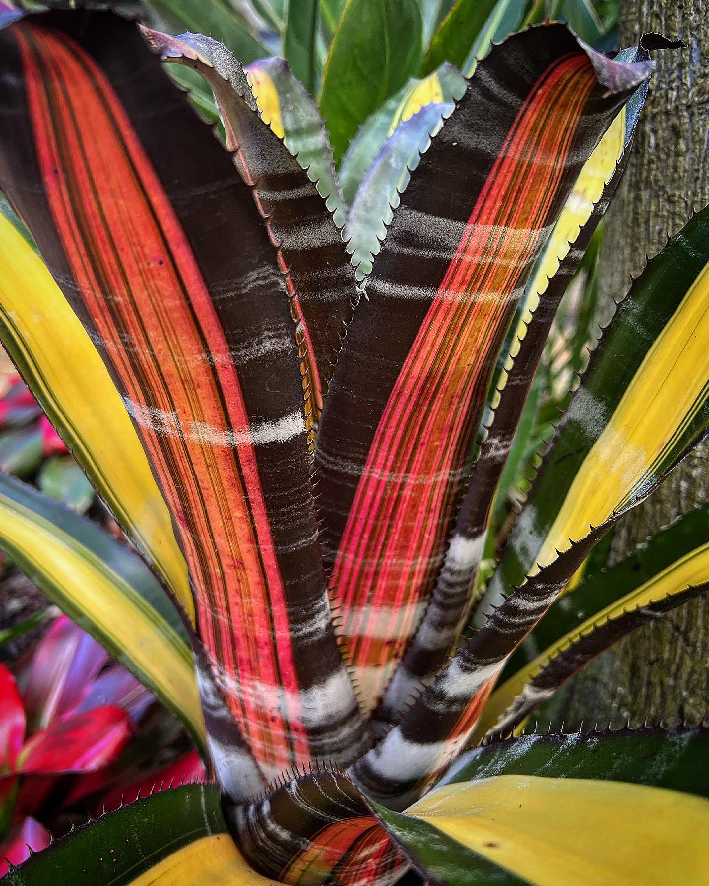 Aechmea “Roberto Menescal” #plantsofinstagram #pottedplants