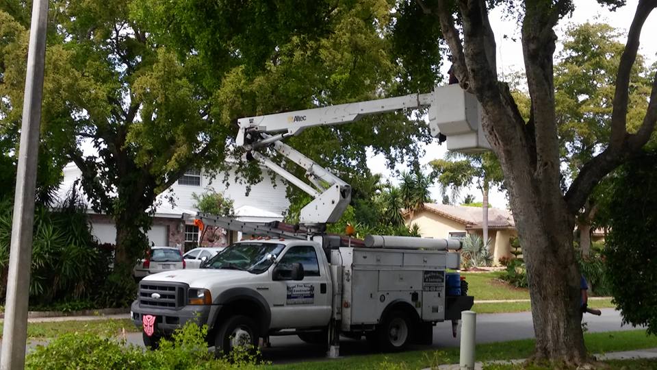 Royal Tree service & Landscaping | Hollywood FL