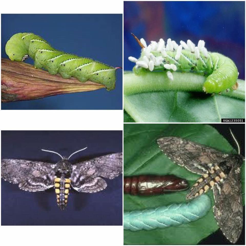 are tobacco hornworms poisonous Tobacco hornworm pest control methods