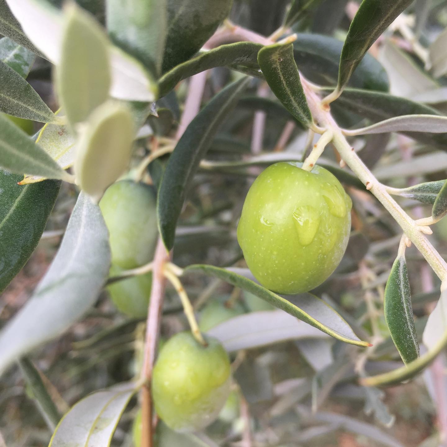Νέο ερπυστριοφόρο ελαιοραβδιστικο από την Kingroutsis. Στιβαρό και ...