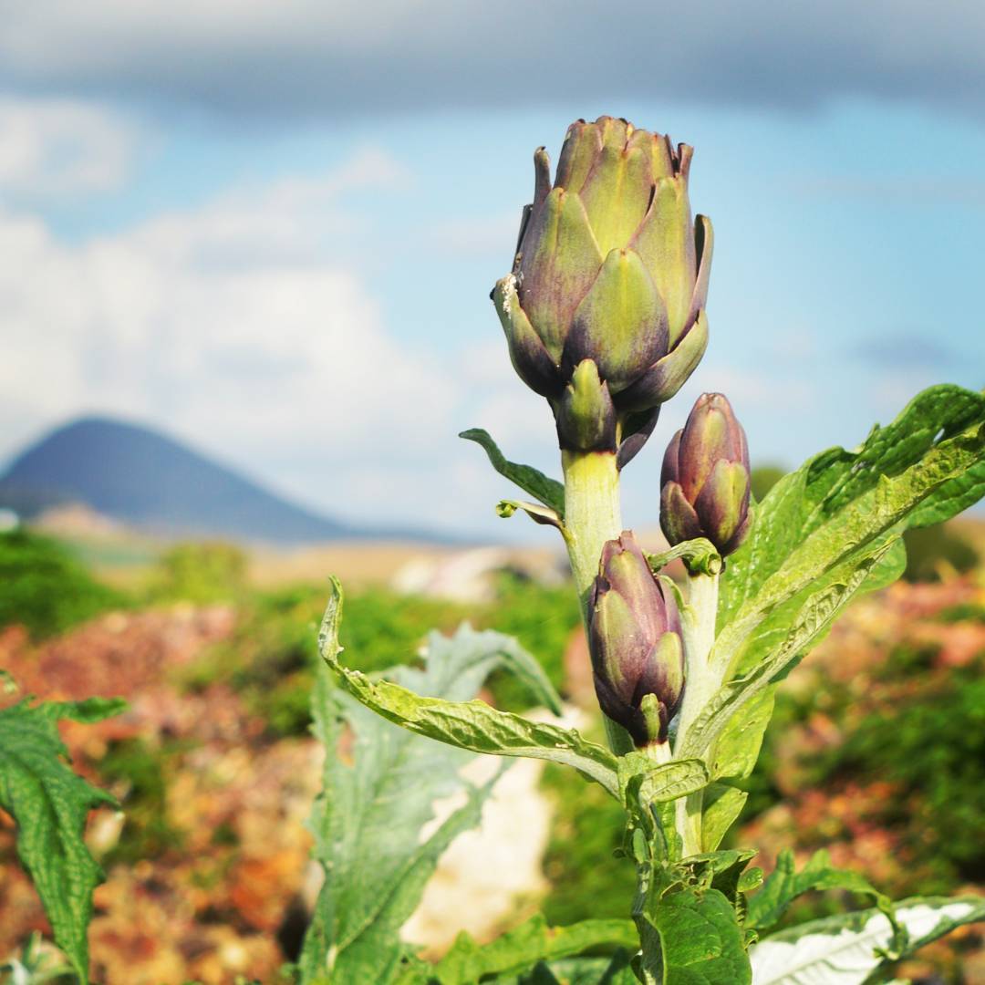 StoreSicily | Ramacca