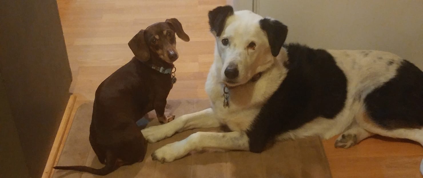 Dachshund named Roo
