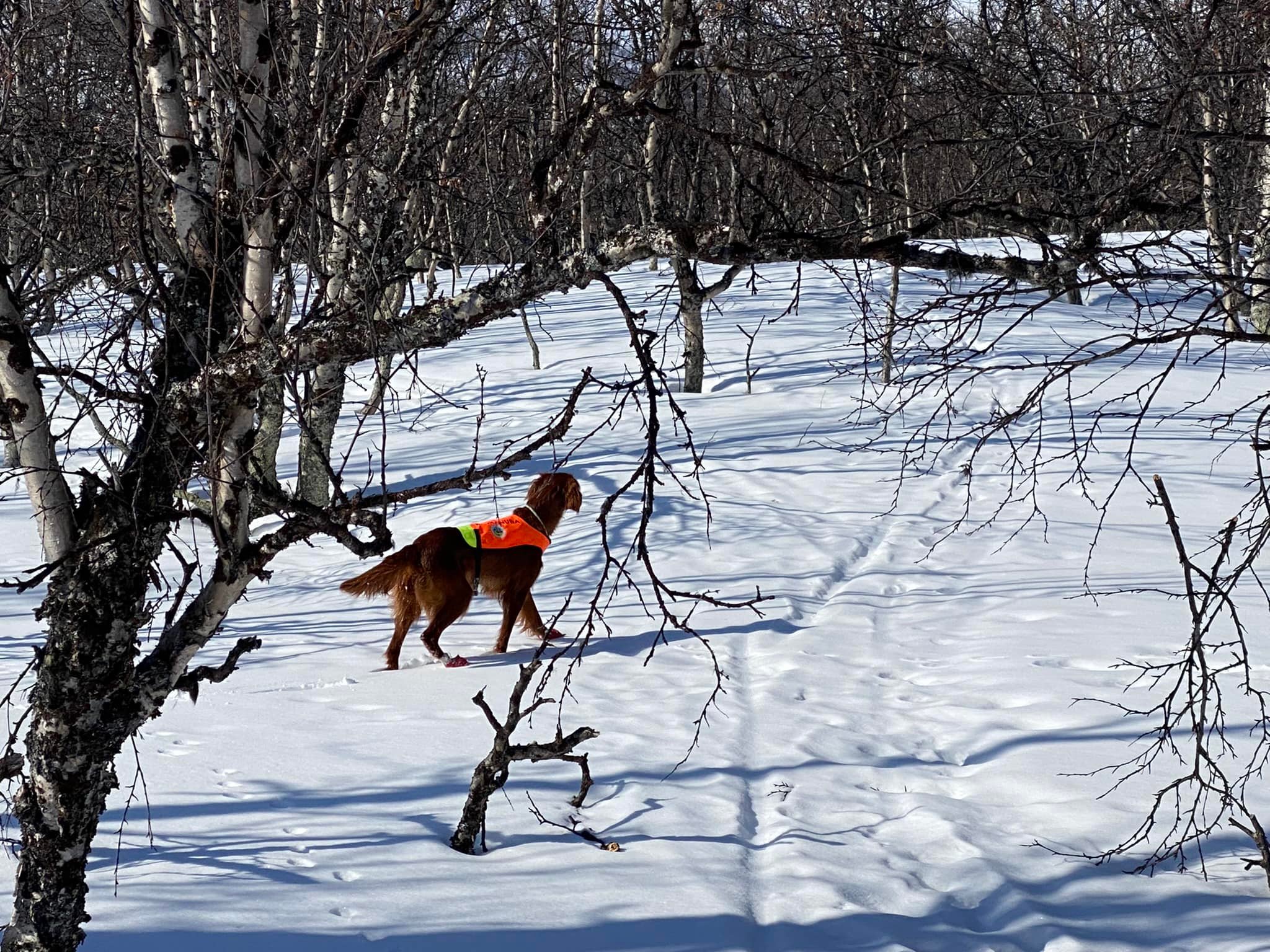 Vintersesongen er over... - Kennel Red Dubliner/Røde Hunder