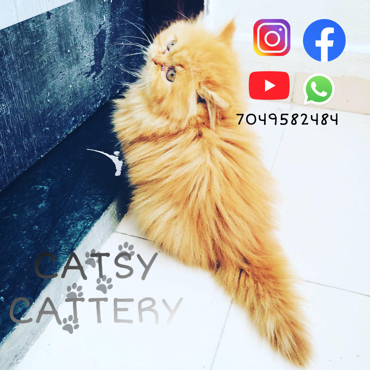 Catsy Cattery | Bhopal
