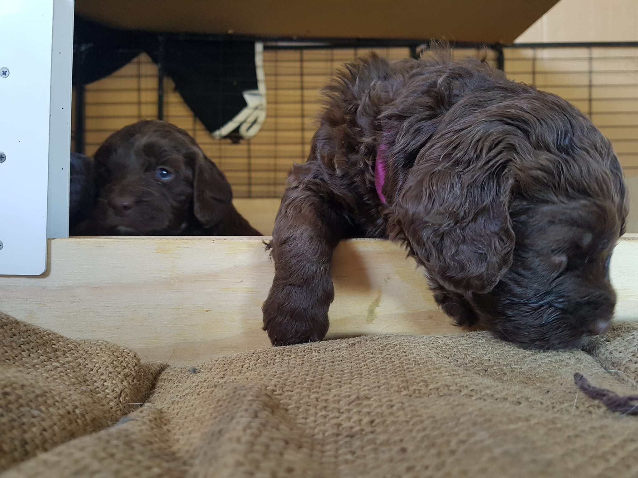 Sterling Sproodles