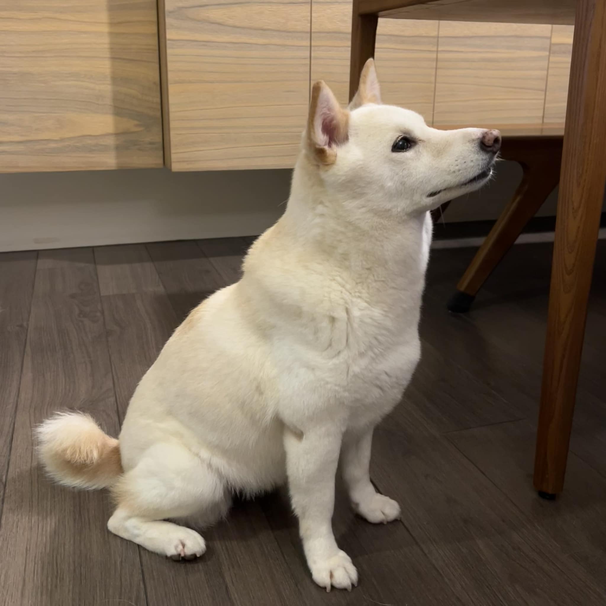 柴犬 Shiro
