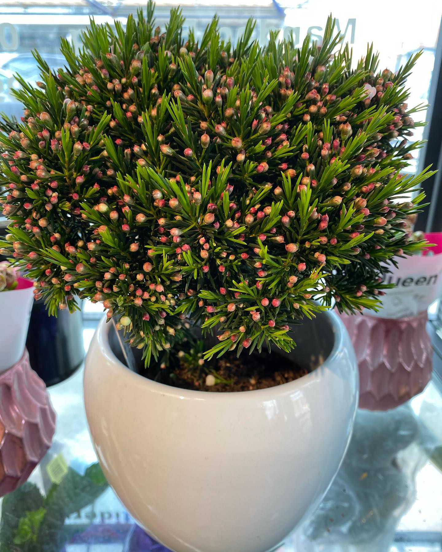 Bangs Torv Blomster added a new... - Bangs Torv Blomster