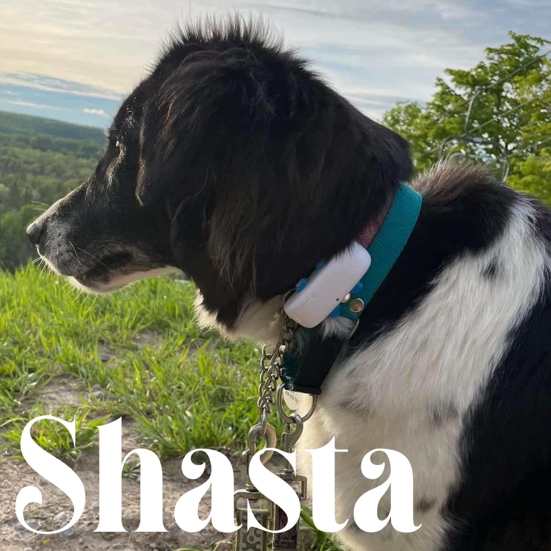 DIBS Rescue - Congratulations to Shasta and her forever... | Facebook