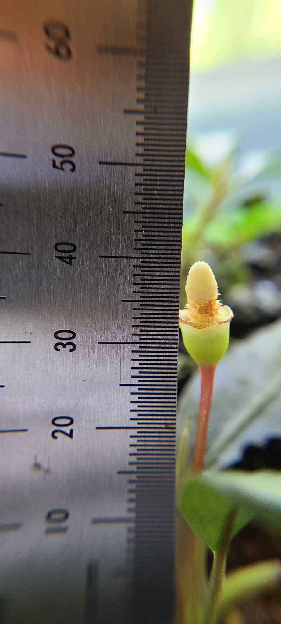 Bucephalandra akantha 