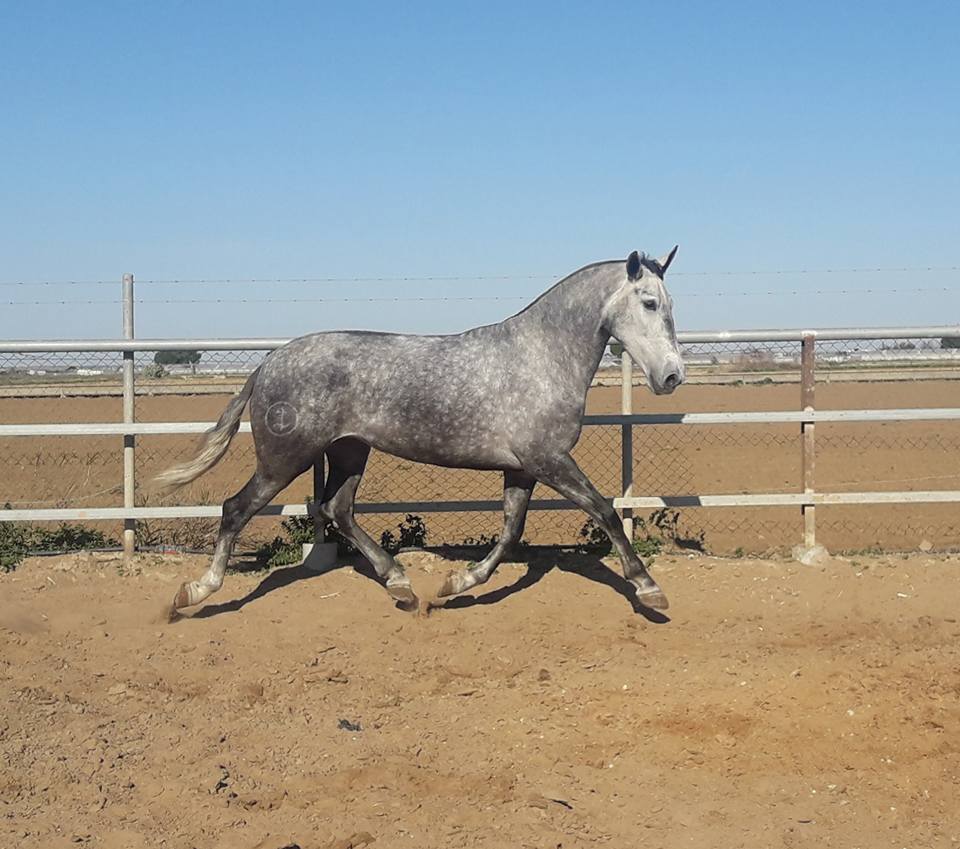 Placeres del Oro Ranch conducts... - Placeres Del Oro Ranch | Facebook