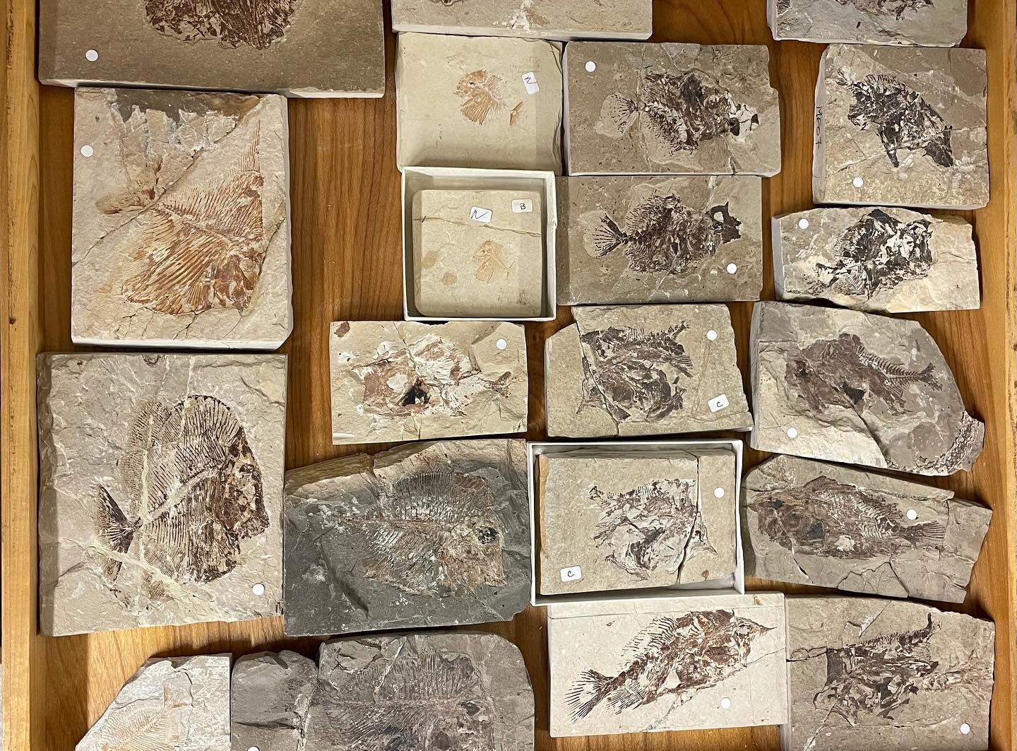 Happy #fossilfishfryfriday These little morsels are pycnodonts - an ...