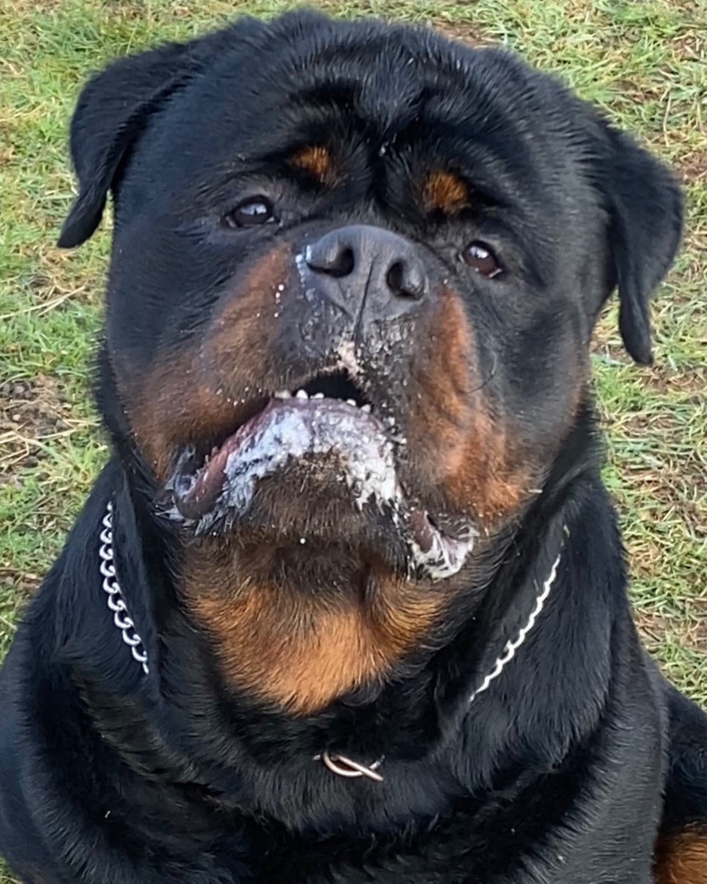 Peri Line Rottweilers