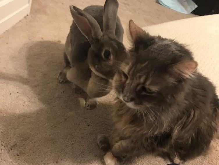 A Saturday Sweet 🍬 to share with our... - Friends of Rabbits