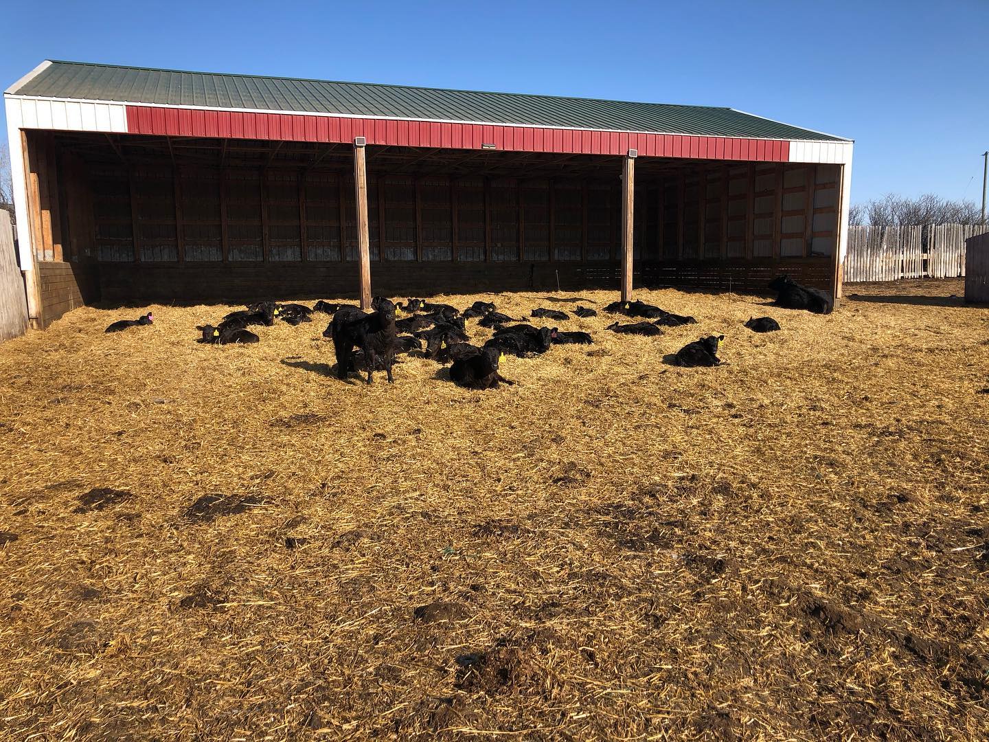 Cudlobe Angus - The last stop on the calving system tour...