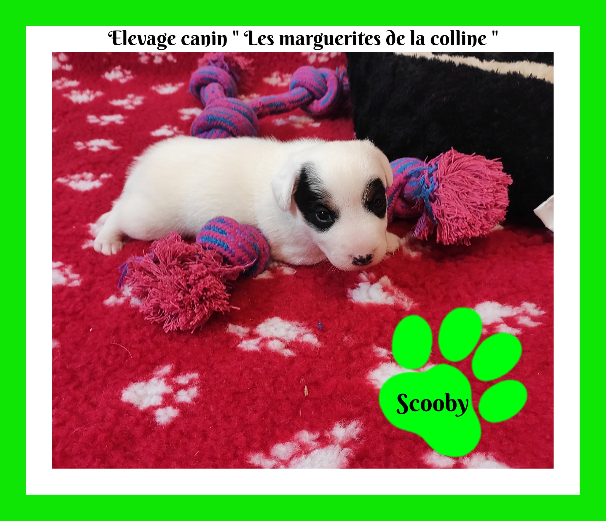 Elevage Canin Les Marguerites De La Colline