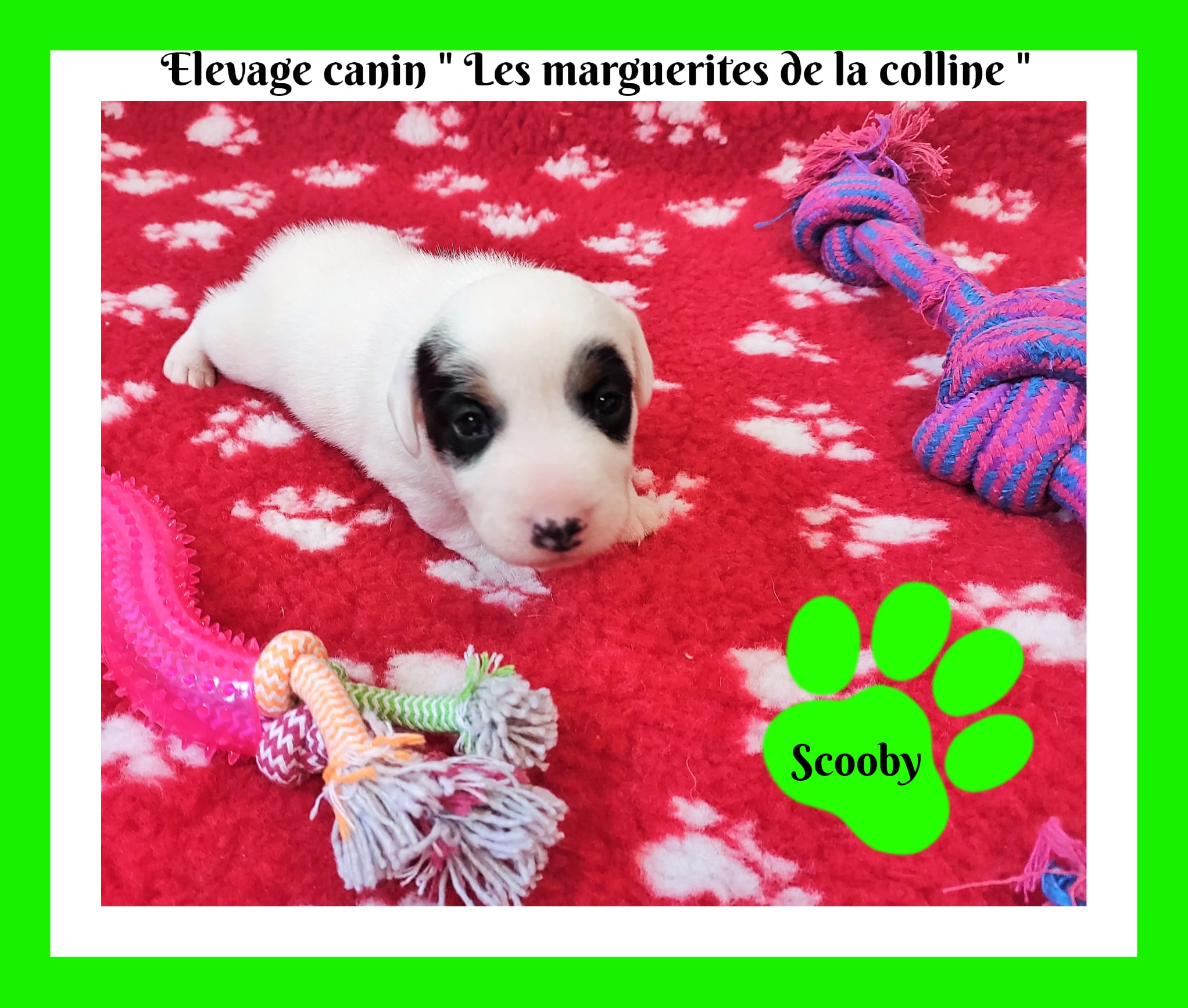 Elevage Canin Les Marguerites De La Colline