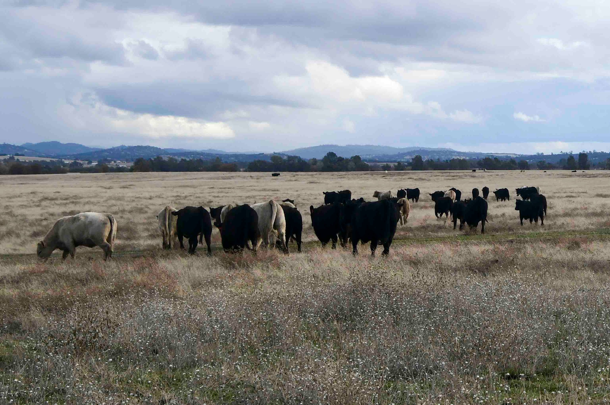 The cows are back! The current cow... - Beale Air Force Base | Facebook