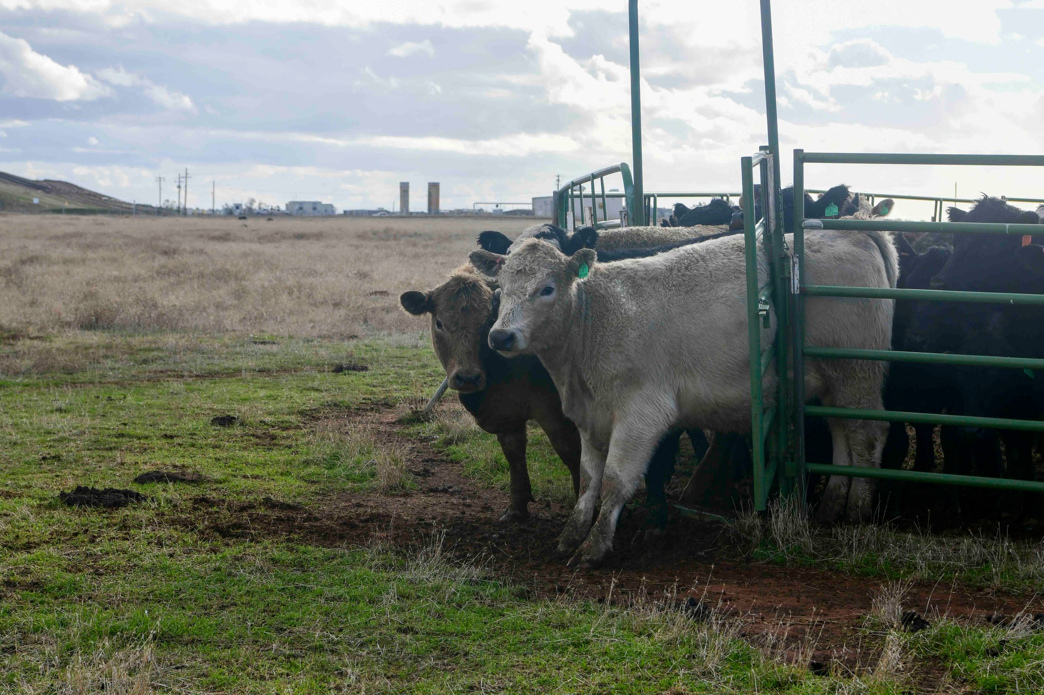 The cows are back! The current cow... - Beale Air Force Base | Facebook