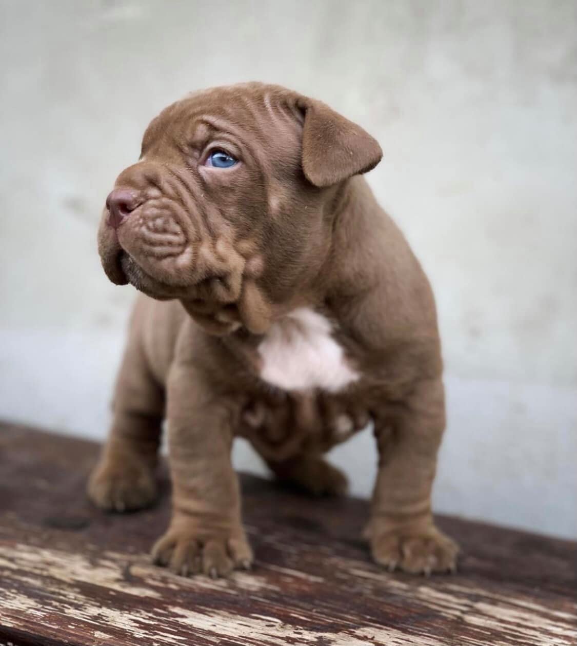 American Bully Tricolore France
