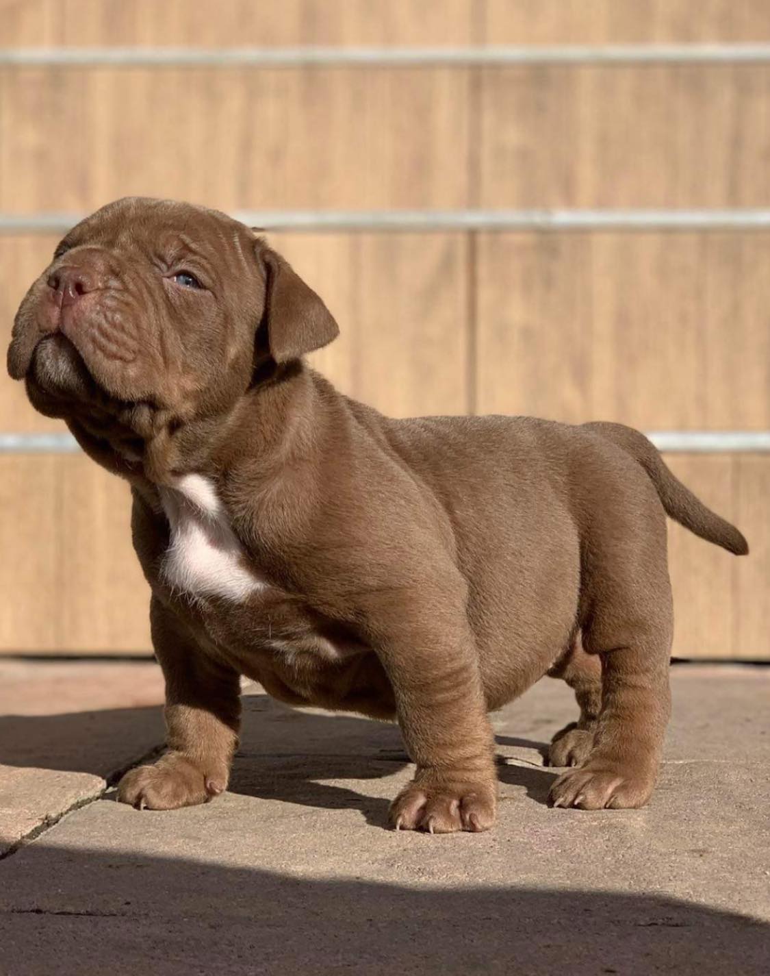 American Bully Tricolore France