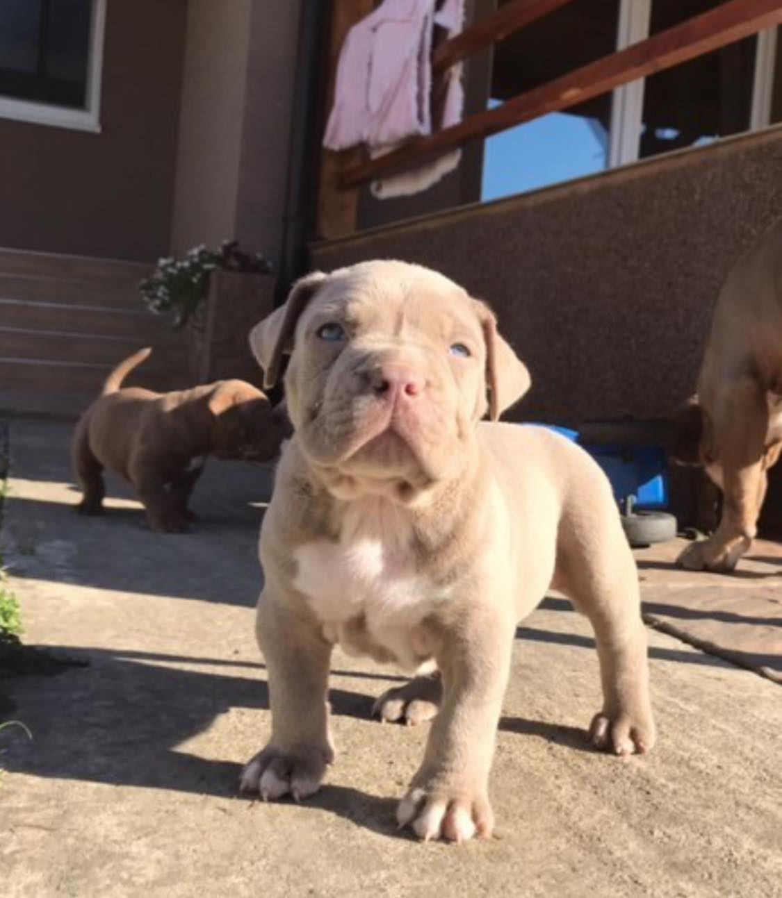 American Bully Tricolore France