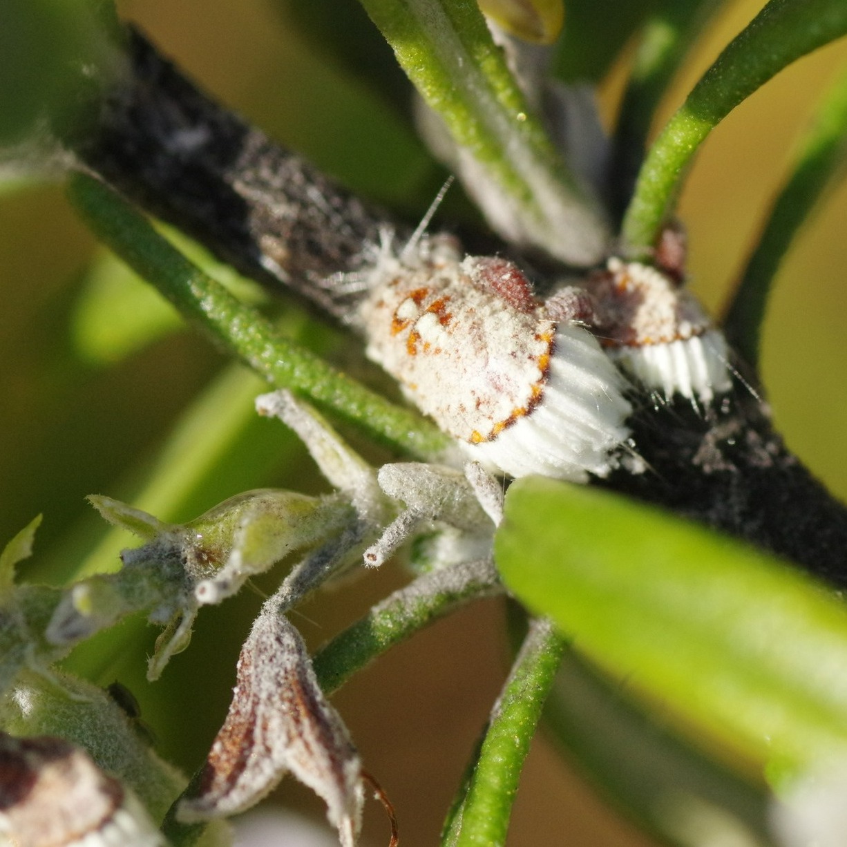 Scale insects can be quite... - Gardening Know How | Facebook