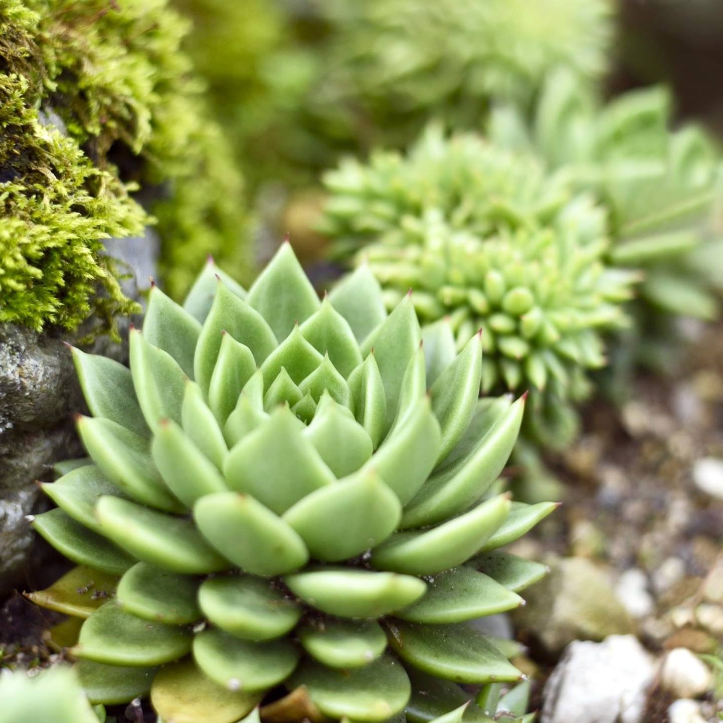 The Truculent Succulent - Coming Mother’s Day 2019 Custom gifts from ...
