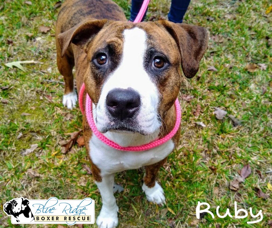 Please welcome Ruby to the... - Blue Ridge Boxer Rescue