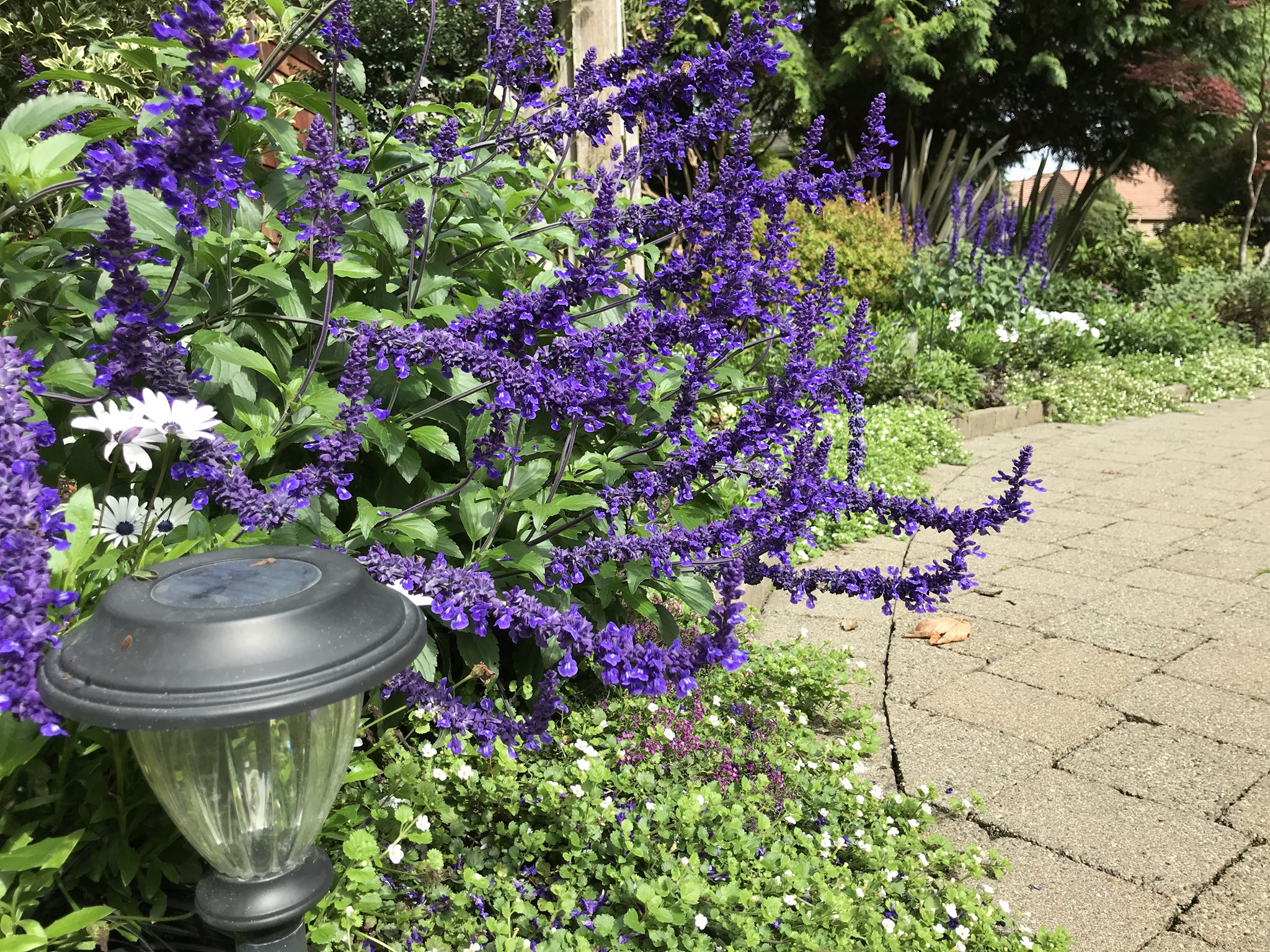 New Roots Landscaping | Victoria BC