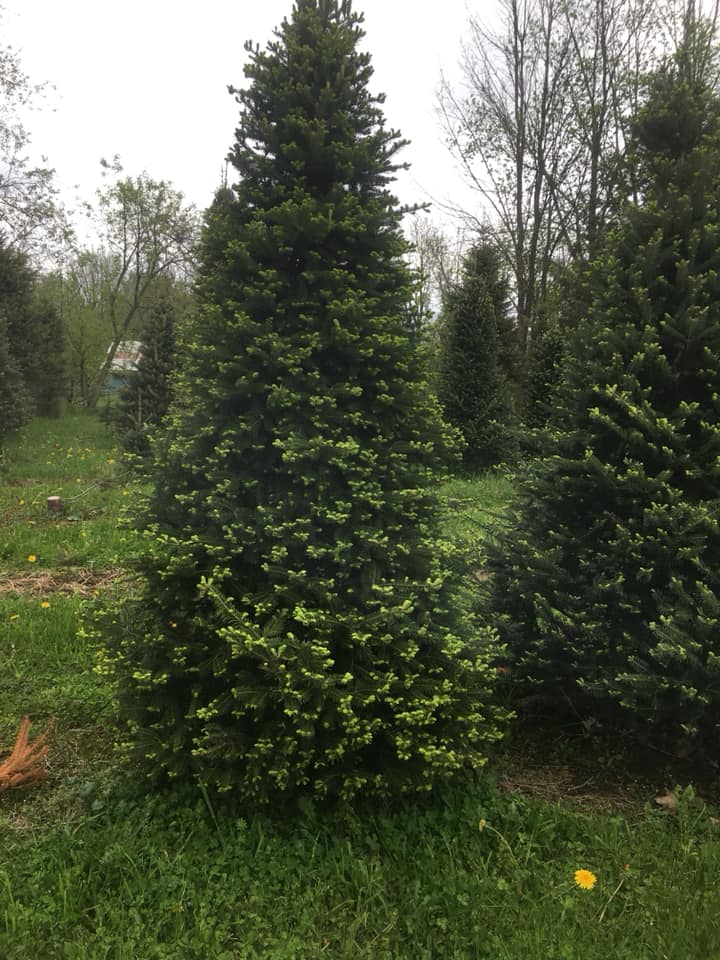 Soliday Tree Farm | Warners NY