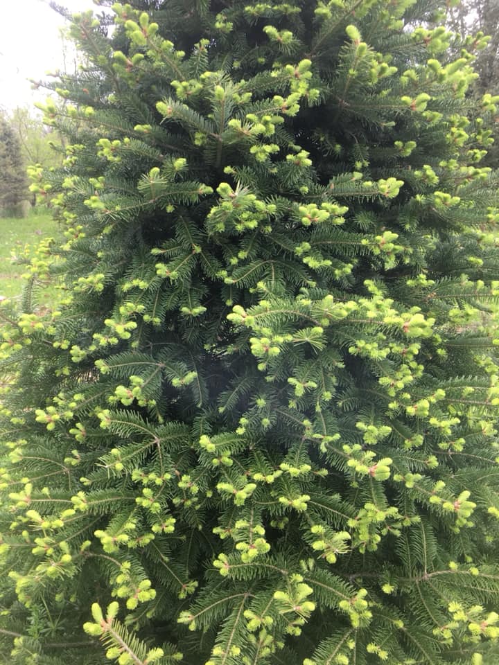 Soliday Tree Farm | Warners NY