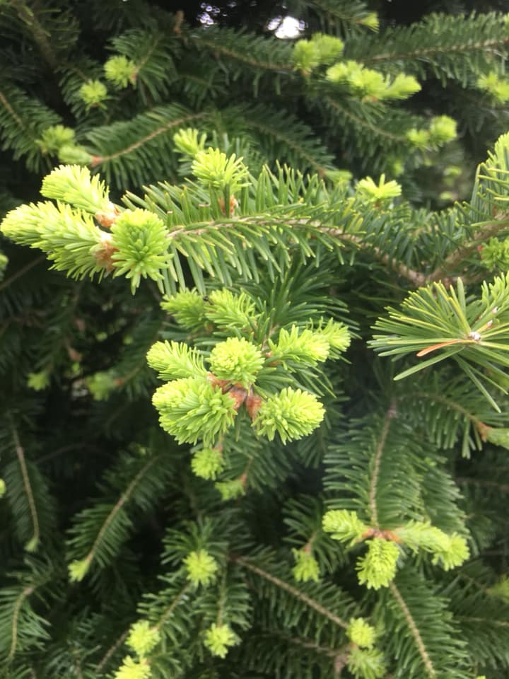 Soliday Tree Farm | Warners NY
