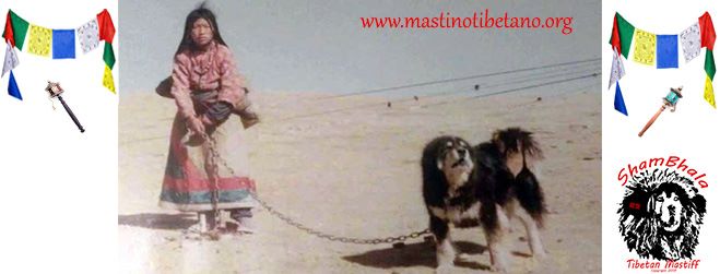 中国太行犬 Chinese Taihang... - 中国太行犬 Chinese Taihang Mountain Dog
