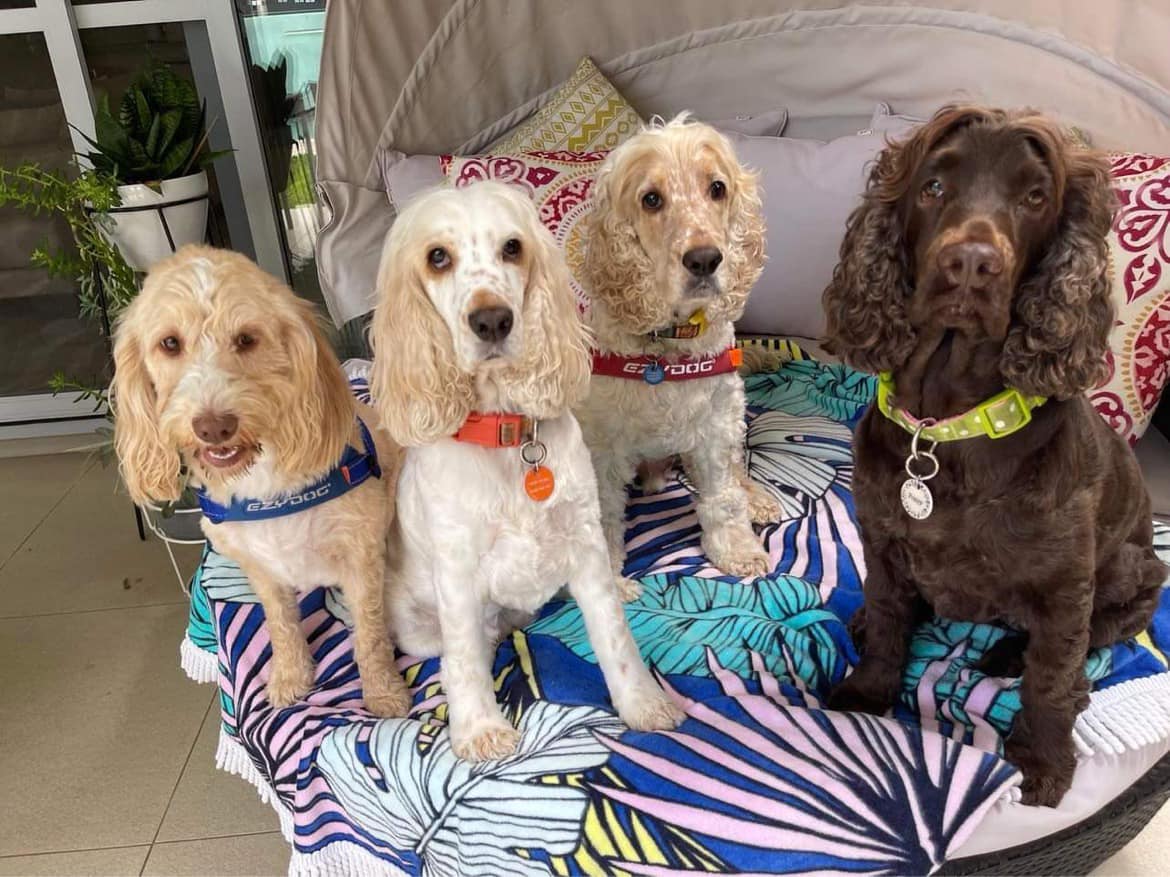 Cocker Spaniel Rescue QLD inc