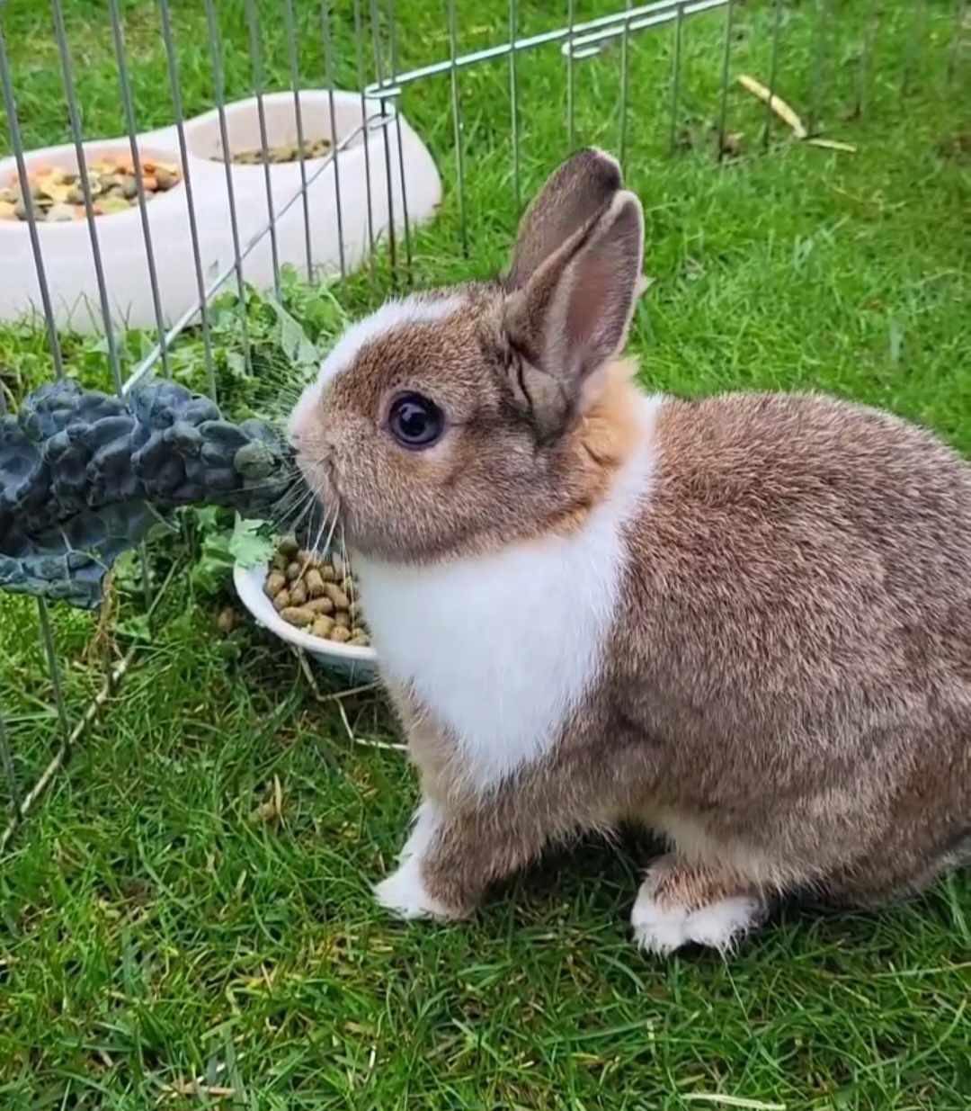 The Official CottonTails Rescue, Westbury, Wiltshire | Westbury